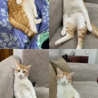 واگذاری گربه