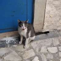 واگذاری گربه DSH