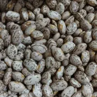 لوبیا چیتی ارتشی خرم آباد