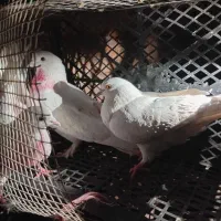 انواع کبوتر ساعتی طوقی معاوضه|پرنده|خانمیرزا, |دیوار