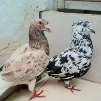 سار شکلاتی شاخ دار. عتیقه سوسکی