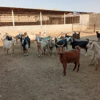 ۳۱راس بز