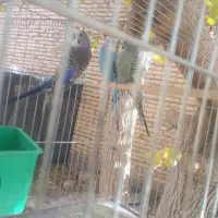 جفت مرغ عشق و عروس هلندی|پرنده|مهریز, |دیوار