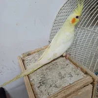 عروس هلندی وطوطی برزیلی