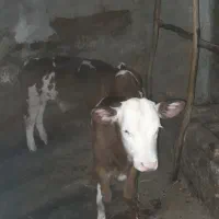 خرید و فروش انواع گوساله|حیوانات مزرعه|کهنوج, |دیوار