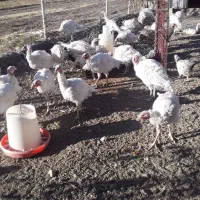 بوقلمون گوشتی طبیعی|حیوانات مزرعه|کامیاران, |دیوار