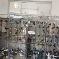 کفتررنگی وپلاکی جدید رسید