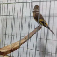 سهره قناری|پرنده|بانه, |دیوار