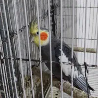 عروس هلندی جوجه بالغ جفت|پرنده|وحیدیه, |دیوار