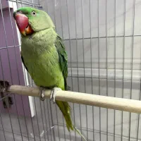 شاه طوطی ،سهره،قناری