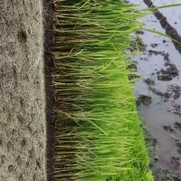 توم هاشمی ریشه دار درجه یک