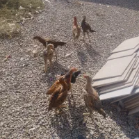 مرغ|حیوانات مزرعه|آران و بیدگل, |دیوار