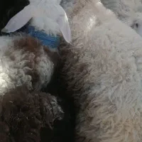 بزرگ وکوچک بره|حیوانات مزرعه|بیرجند, |دیوار