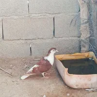 کبوتر