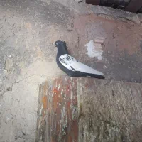 کبوتر سینه ماده|پرنده|شیراز, تندگویان|دیوار