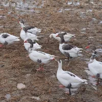 غاز محلی|حیوانات مزرعه|سنگر, |دیوار