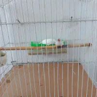 یک عدد فنچ سفید نژاد آلبینو|پرنده|بابلسر, |دیوار