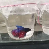 فایتر نروماده