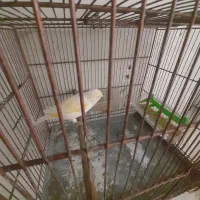 قناری ماده