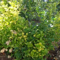 شمشاد طلایی و معمولی