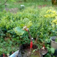 نهال کیوی هاروارد اصل