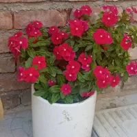 گل زیبا