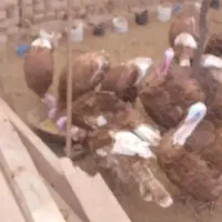 بوقلمون محلی|حیوانات مزرعه|دهگلان, |دیوار