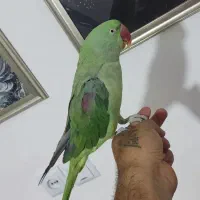 شاه طوطی نر  با فقس کاسکویی