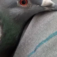 کفتر پرشی صید|پرنده|مشهد, کارمندان دوم|دیوار