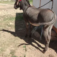الاغ