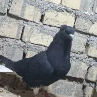 کبوتر|پرنده|حمیدیه, |دیوار