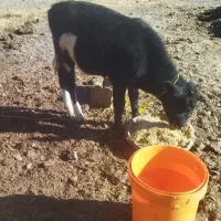 گوساله نر داشتی