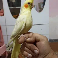 جوجه عروس،لوتینو،دانخور|پرنده|ملایر, |دیوار