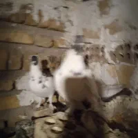 کبوتر|پرنده|هشتگرد, تهران دشت|دیوار