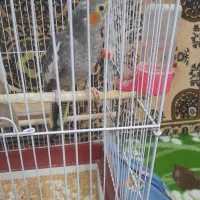 عروس هلندی آماده ماده