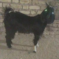 یک عدد کهره دوبحر پاکستانی نر لنگه ای سه تا