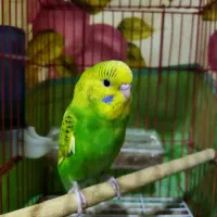 مرغ عشق واگذاری|پرنده|رشت, حمیدیان|دیوار