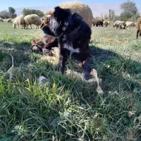 سگ قدریجونی|سگ|خمین, |دیوار