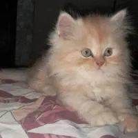 پرشین 3ماهه نر