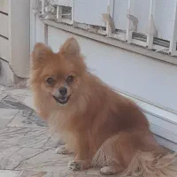 سگ پامر ماده