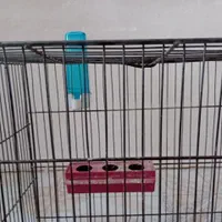 قفس پرنده