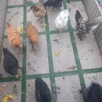 ۳۱ عدد مرغ تخمگذار، مرغ و خروس برهما و ایرانی۴ماهه
