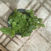 گل  شبدر