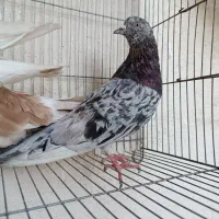 کفتر سرور و گرگی