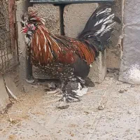 خروس سلطان اصیل دستگاه جوجه کشی|حیوانات مزرعه|کرمانشاه, |دیوار