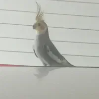 پرنده عروس نر شاداب