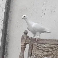 تعدادی کبوتر سالم و سرحال|پرنده|کشکسرای, |دیوار