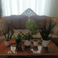 گل و‌گیاه