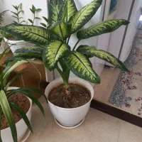 کفش  نیه گل|کیف، کفش، کمربند|سنندج, |دیوار