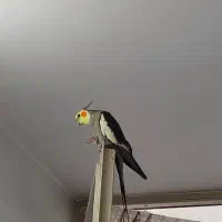 چشم به انتظار عروس هلندی گمشده